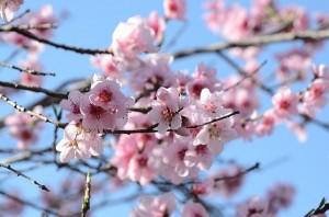 桃の節句桃の花の意味